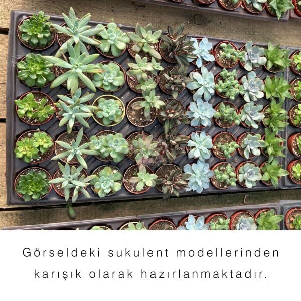 Hediyelik Sukulent