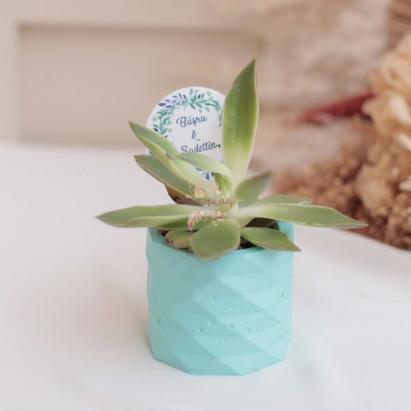 Hediyelik Sukulent