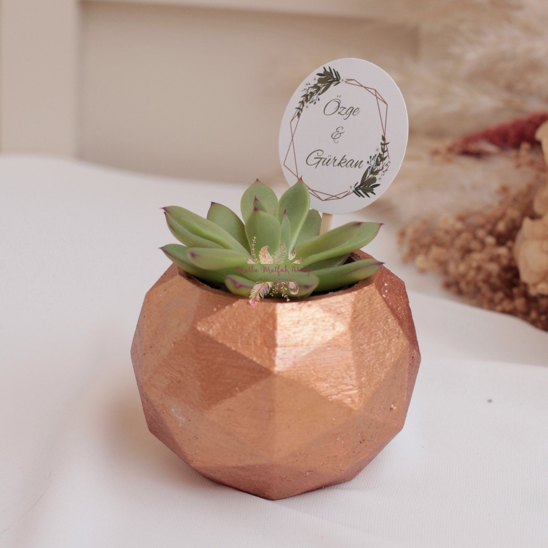 Hediyelik Sukulent