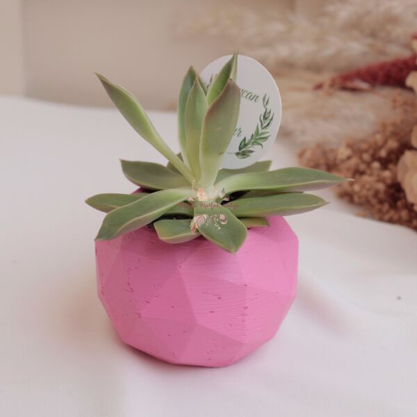 Hediyelik Sukulent