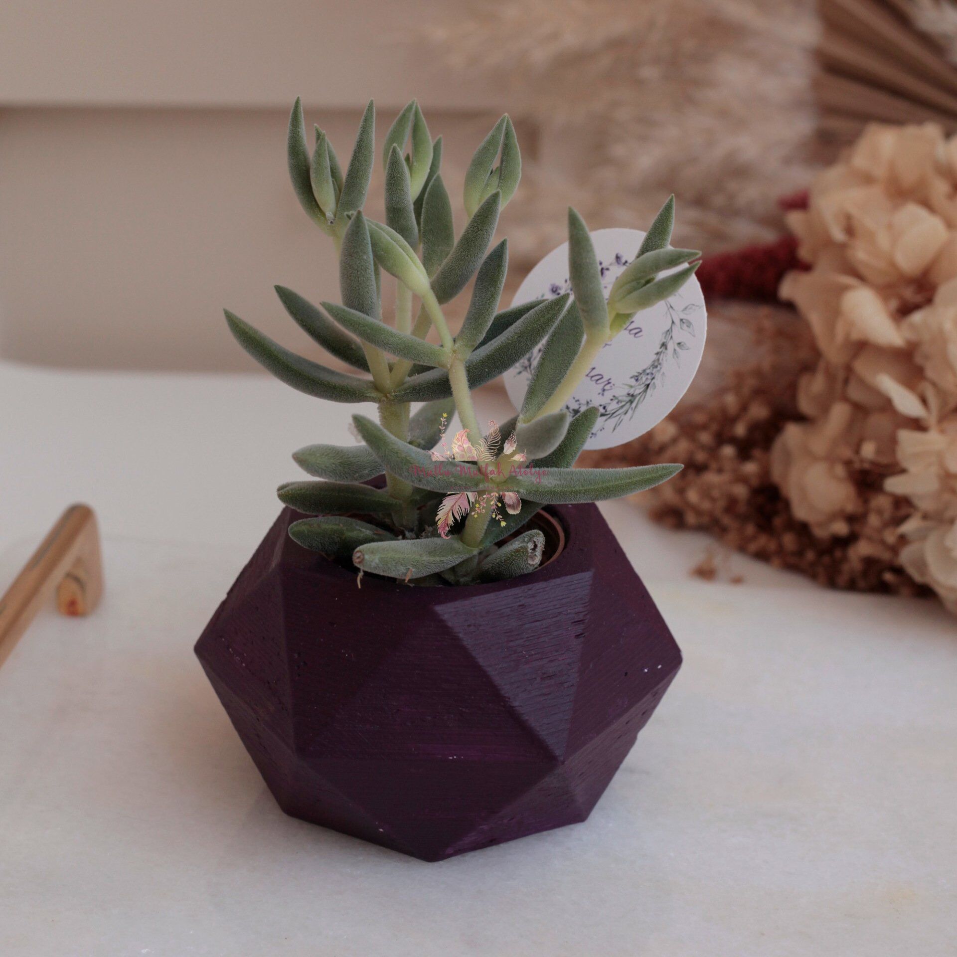 Hediyelik Sukulent