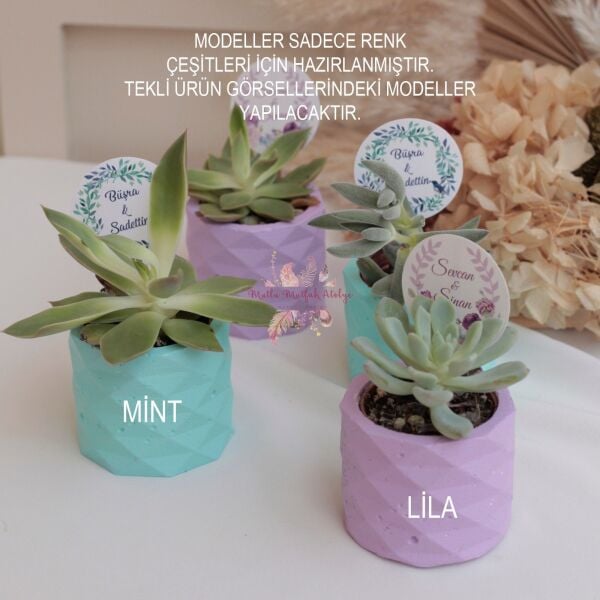 Hediyelik Sukulent